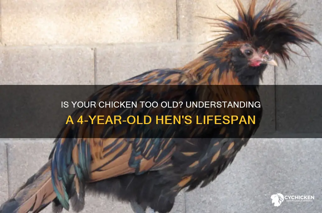 is 4 year old old for a chicken