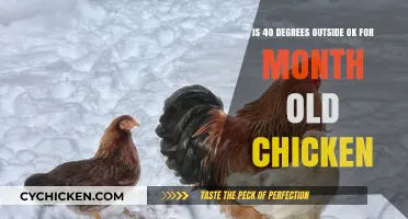 Chickens and Cold Weather: 40 Degrees Safe?