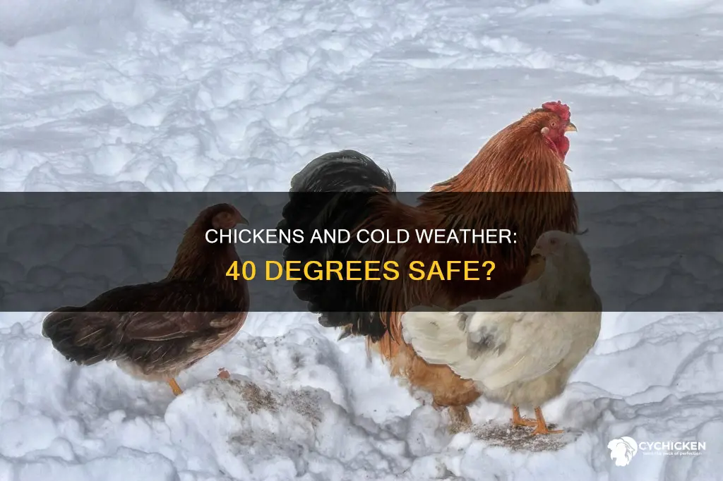 is 40 degrees outside ok for month old chicken