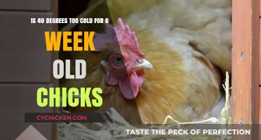 Cold Weather and Chicks: 40 Degrees, Too Cold?