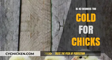 Chick Comfort: Is 42 Degrees Too Cold for Their Well-being?