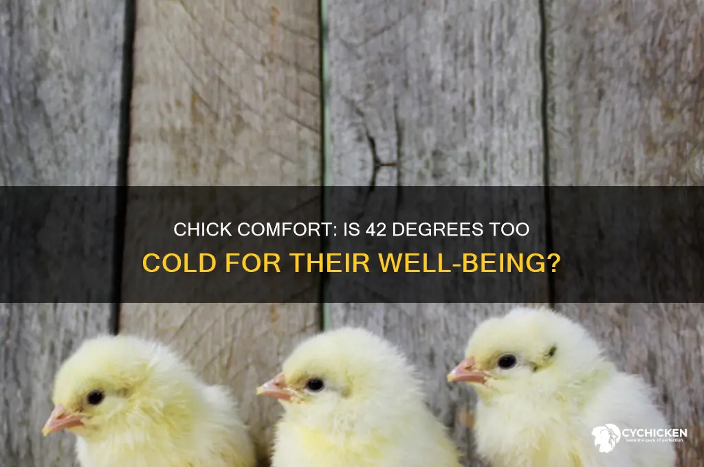 is 42 degrees too cold for chicks