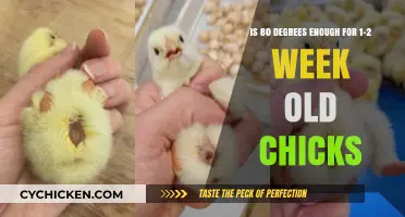 Brooding Basics: 80 Degrees Sufficient for Chicks?