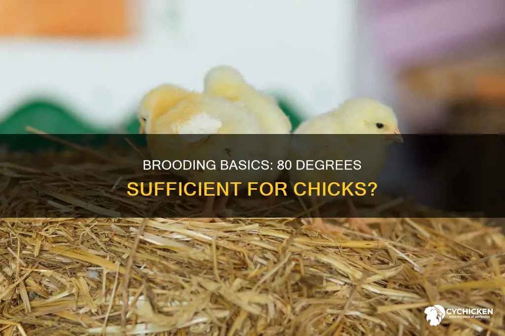 is 80 degrees enough for 1-2 week old chicks