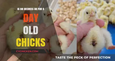 Ideal Temperature for Baby Chicks: 90 Degrees?