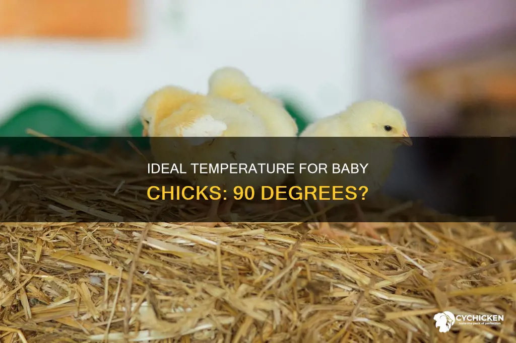 is 90 decrees ok for 5 day old chicks