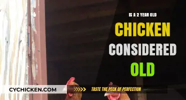 Understanding Chicken Lifespan: Is a Two-Year-Old Chicken Considered Old?