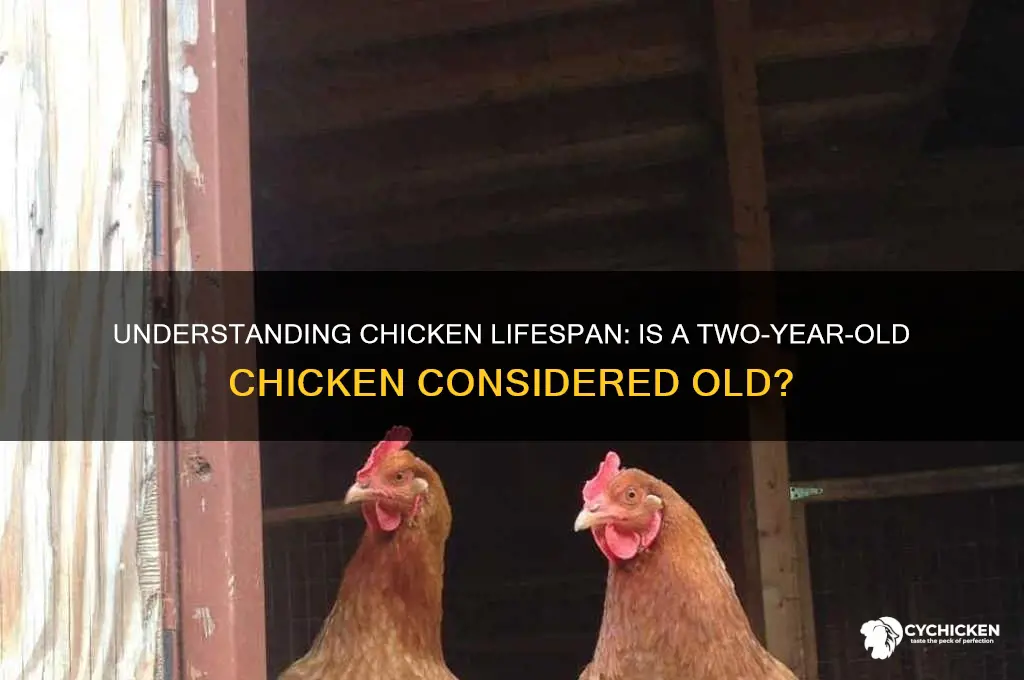 is a 2 year old chicken considered old