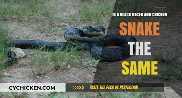 Black Racer and Chicken Snake: Are They the Same?