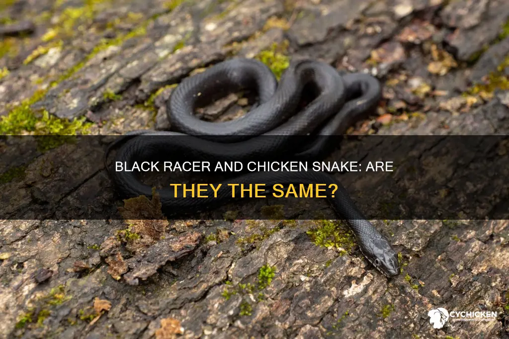 is a black racer and chicken snake the same