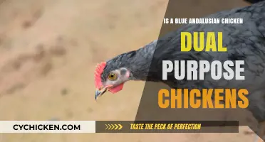 Blue Andalusian Chickens: Dual-Purpose Benefits and Breed Overview