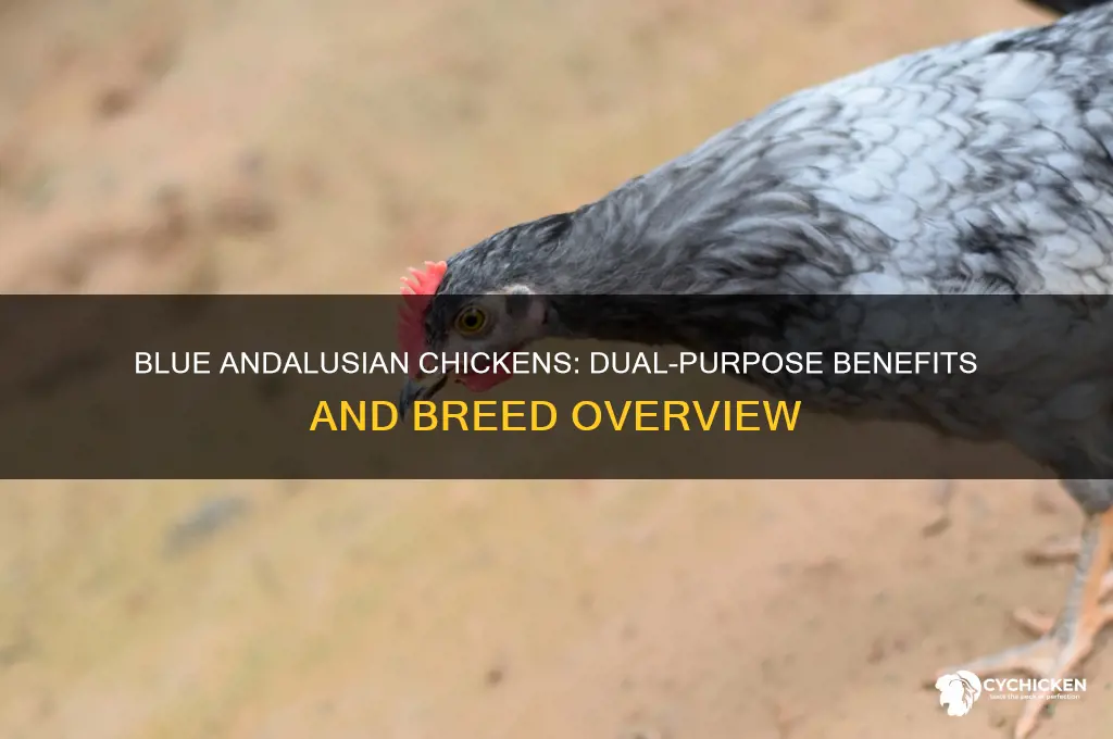 is a blue andalusian chicken dual purpose chickens
