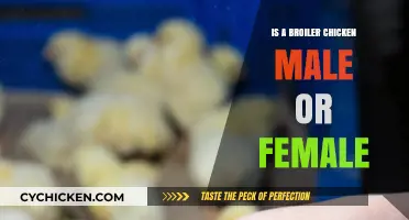 Are Broiler Chickens Male or Female? Unraveling the Poultry Mystery