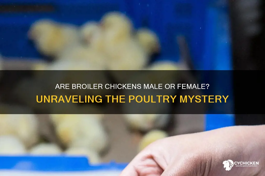 is a broiler chicken male or female