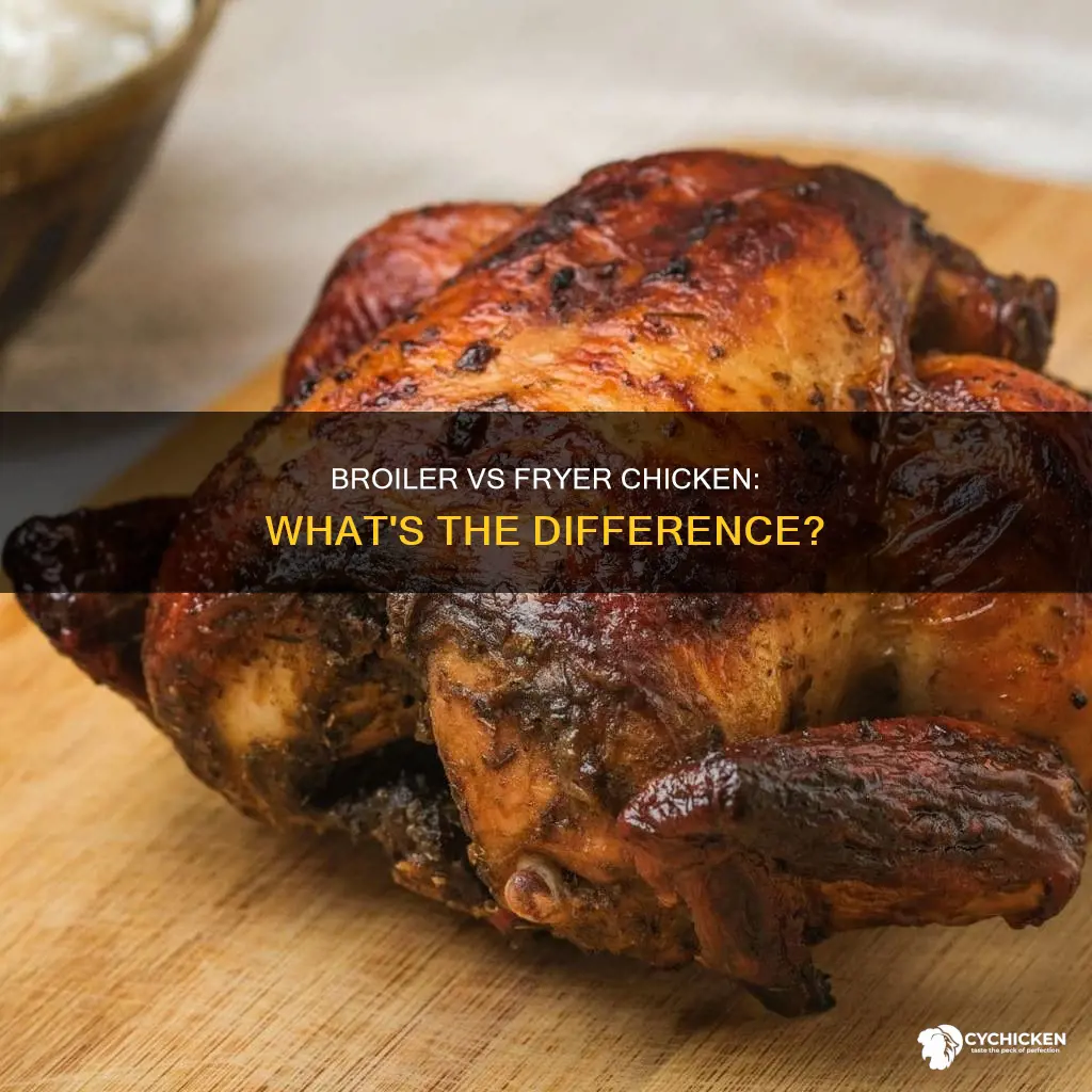 is a broiler chicken the same as a fryer