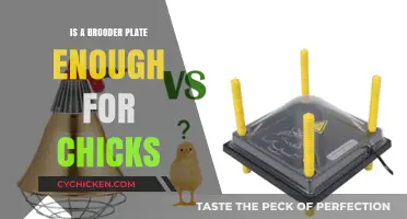 Brooder Plate Sufficient for Chicks? Exploring Alternatives and Best Practices