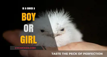 Chick Gender Explained: Understanding the Difference Between Boys and Girls