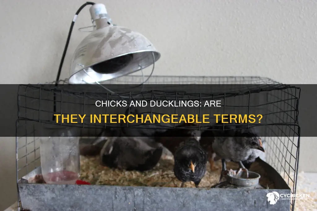 is a chick and a duckling the same thing