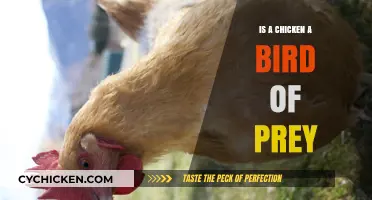 Are Chickens Birds of Prey? Unraveling the Poultry Predicament