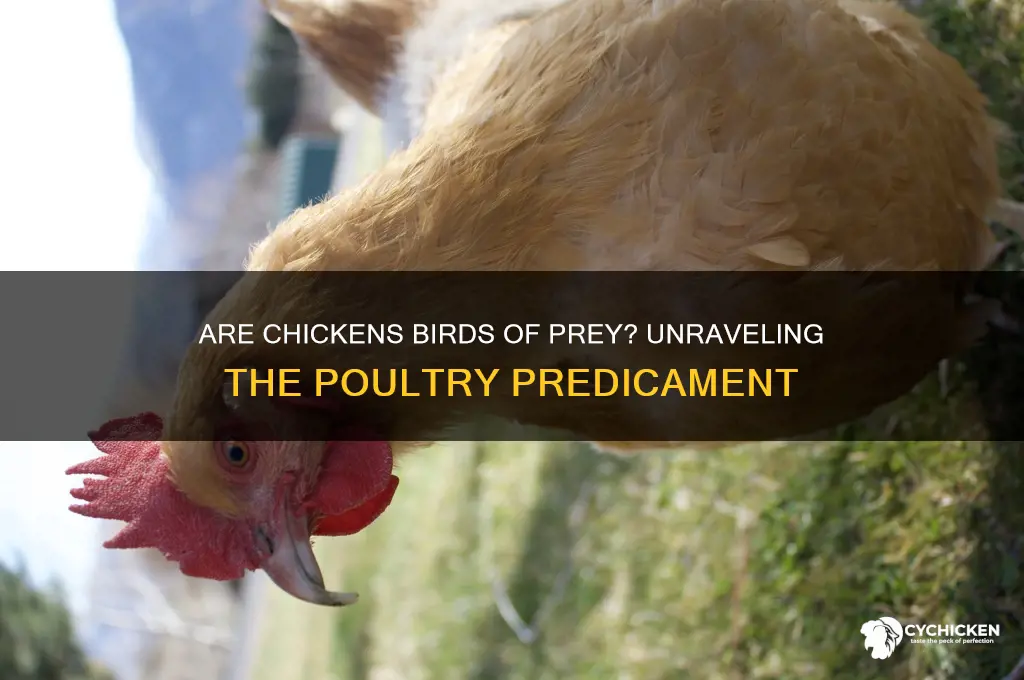 is a chicken a bird of prey