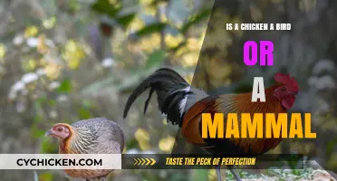 Is a Chicken a Bird or Mammal? Unraveling the Classification Mystery