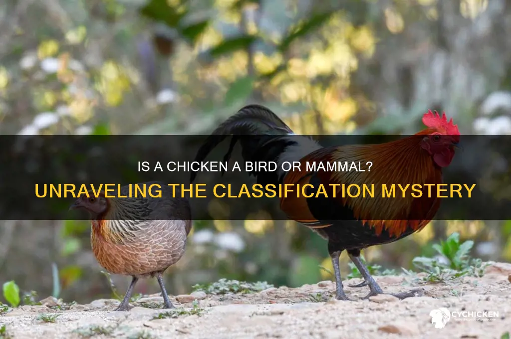 is a chicken a bird or a mammal