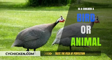 Is a Chicken a Bird or Animal? Unraveling the Classification Debate