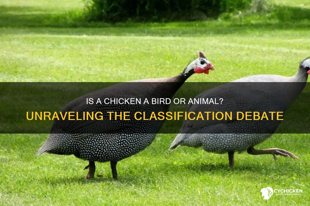 is a chicken a bird or animal