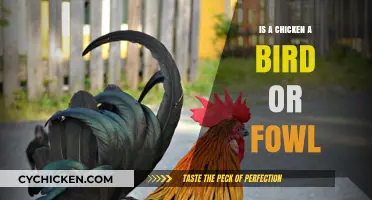 Is a Chicken a Bird or Fowl? Unraveling the Poultry Puzzle