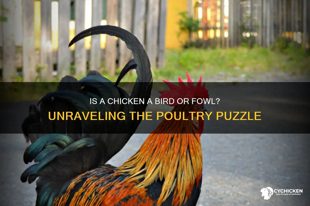 is a chicken a bird or fowl