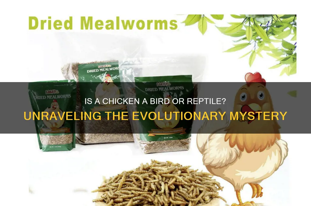 is a chicken a bird or reptile