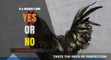 Is a Chicken a Bird? Exploring the Surprising Truth