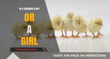 Understanding Chicken Gender: Are Chickens Boys, Girls, or Something Else?