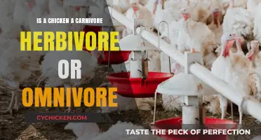 Are Chickens Carnivores, Herbivores, or Omnivores? Unraveling the Truth