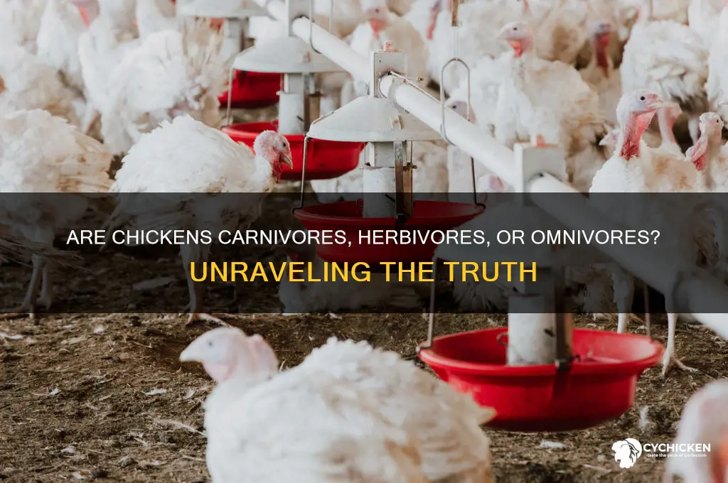 is a chicken a carnivore herbivore or omnivore