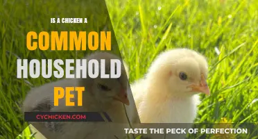 Are Chickens the New Common Household Pet? Exploring Their Popularity
