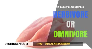 Chicken Diet: What Do They Eat?