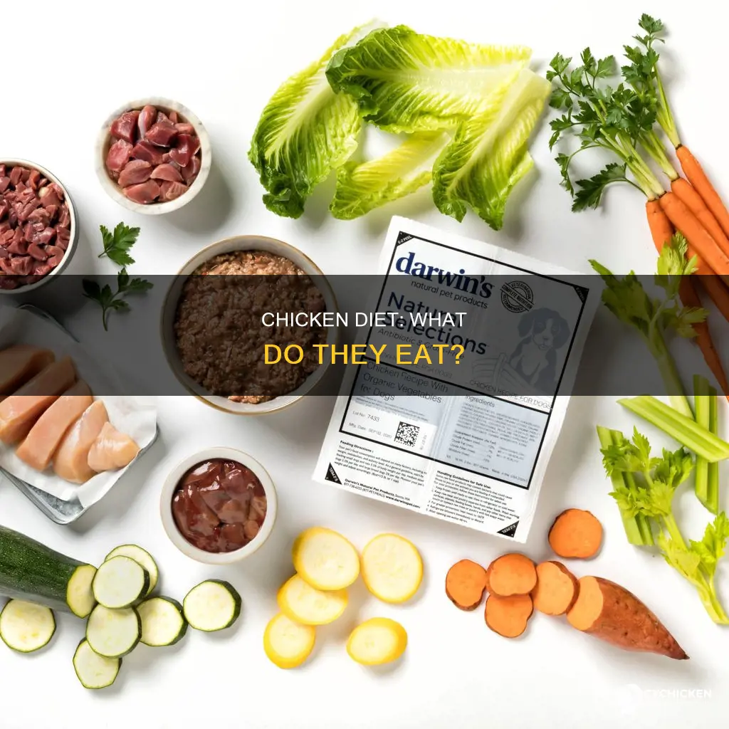 is a chicken a consumer or herbivore or omnivore