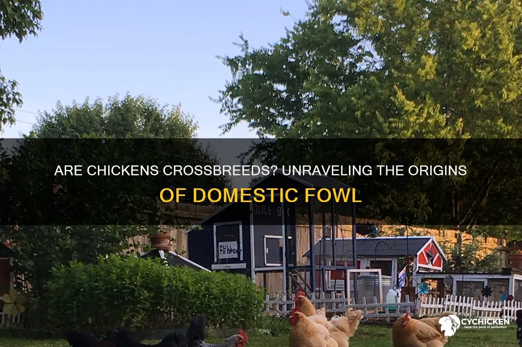is a chicken a cross breed animal