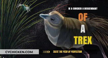 Are Chickens Modern Descendants of the Mighty T-Rex?