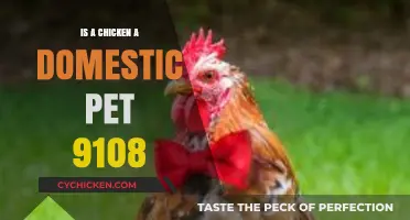 Are Chickens Domestic Pets? Exploring Their Role in Homes