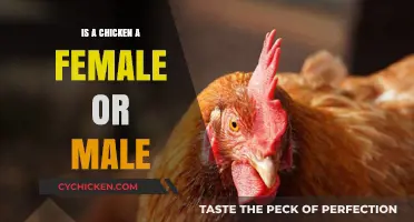 Understanding Chickens: Are They Male or Female? A Simple Guide