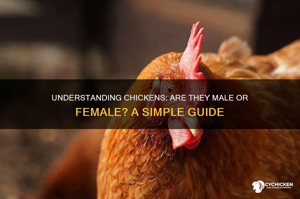 is a chicken a female or male