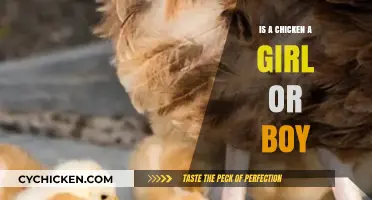 Understanding Chickens: Are They Male, Female, or Something Else?