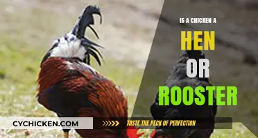 Understanding Chickens: Are They Hens, Roosters, or Both?
