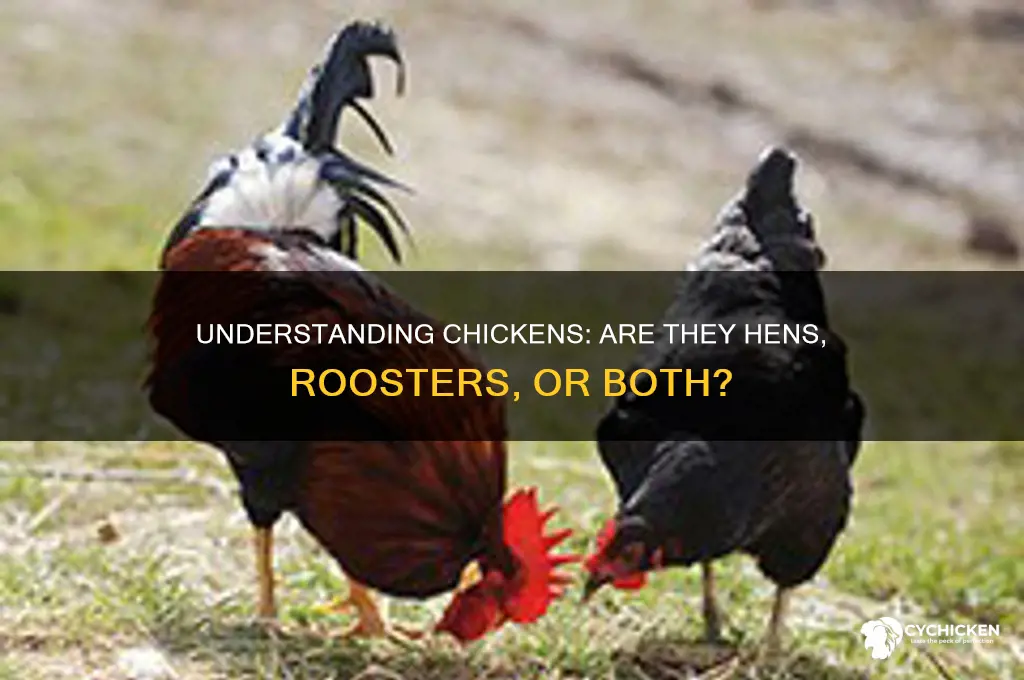 is a chicken a hen or rooster