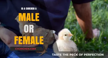 Understanding Chickens: Are They Male, Female, or Something Else?