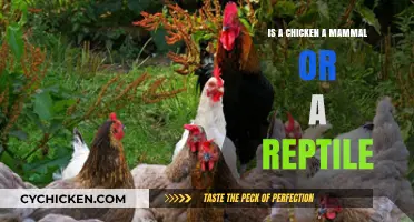 Chickens Unveiled: Debunking the Mammal vs. Reptile Myth