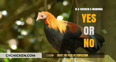 Is a Chicken a Mammal? Unraveling the Biological Truth