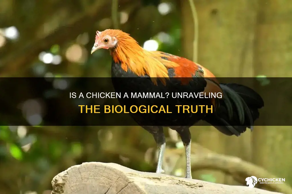 is a chicken a mammal yes or no